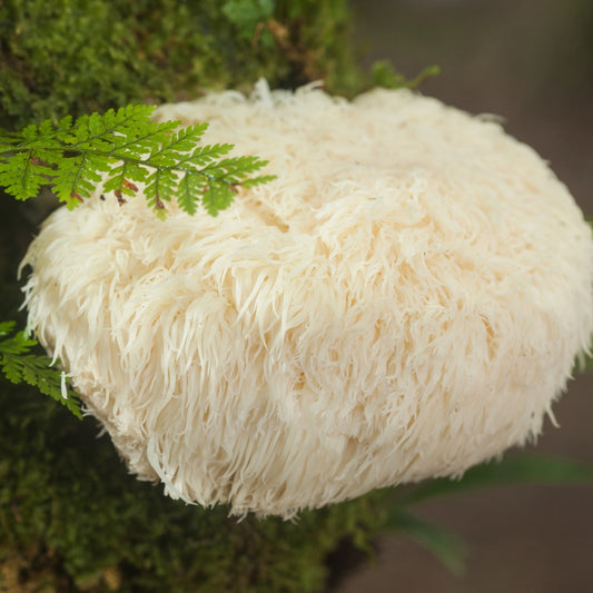 Discover the Power of Lion's Mane Mushroom: Natural Stress Relief, Enhanced Focus, and Overall Wellness